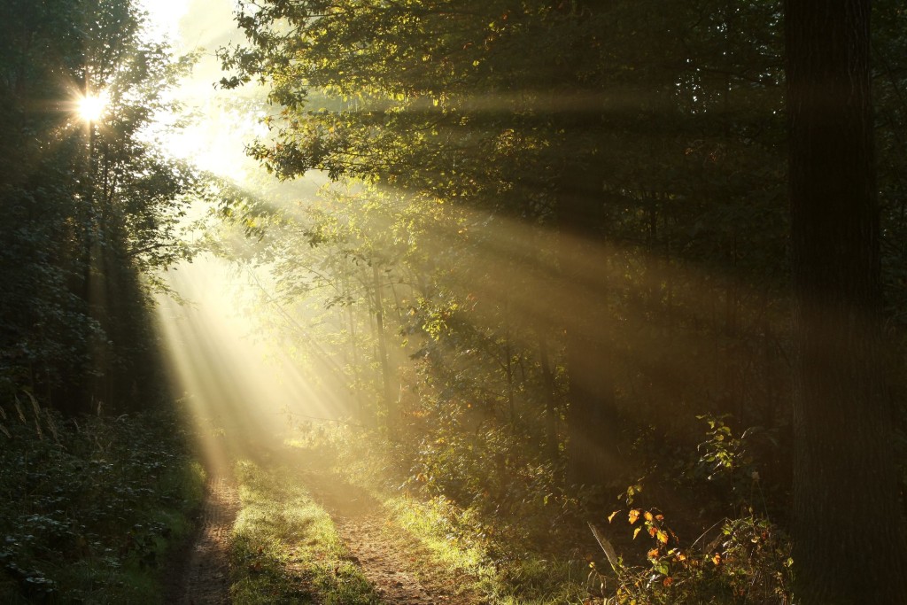 Light-through-trees-dirt-road